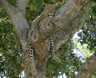 Leopard at Savuti Marsh