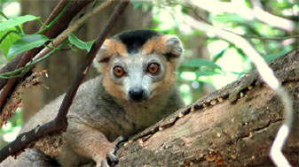 Male Crowned Lemur, Ankárana Special Reserve