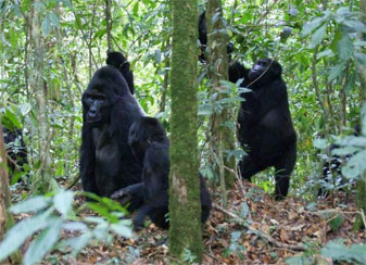 Group of Mountain Gorillas, Bwindi