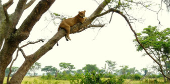 Tree-climbing lions at Queen Elizabeth National Park